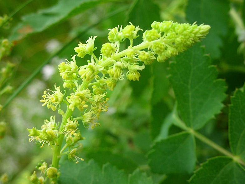 Reseda lutea / Reseda comune